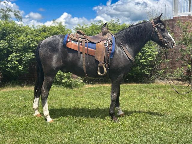 Smokey - Blue Roan Missouri Fox Trotter Gelding