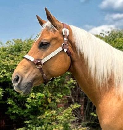 Sunny - Palomino Missouri Fox Trotter Gelding
