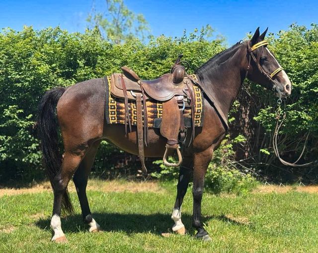 Lexi - Bay Missouri Fox Trotter Mare
