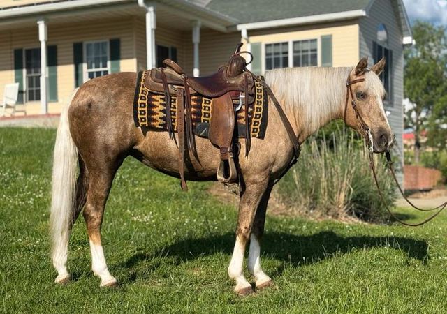 Farrah - Chocolate Palomino Missouri Fox Trotter Mare