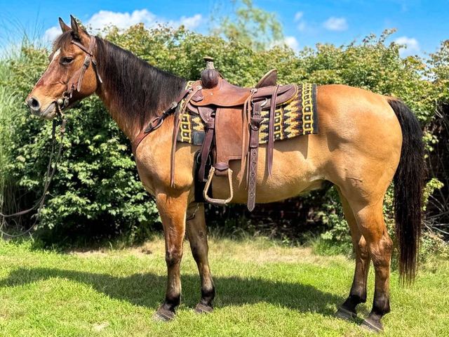 Graham - Dun/Buckskin Quarter Gelding