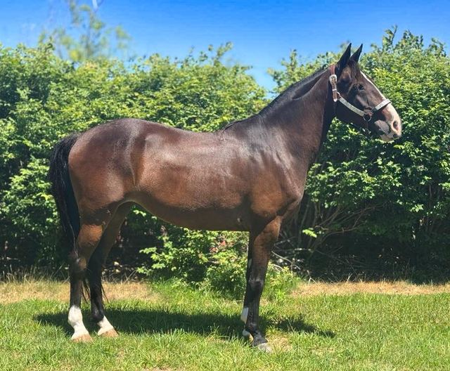 Lexi - Bay Missouri Fox Trotter Mare