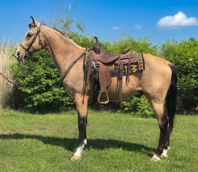 Ice Man - Buckskin Tennessee Walker Gelding