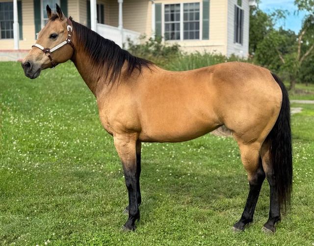 Missy - Quarter Horse