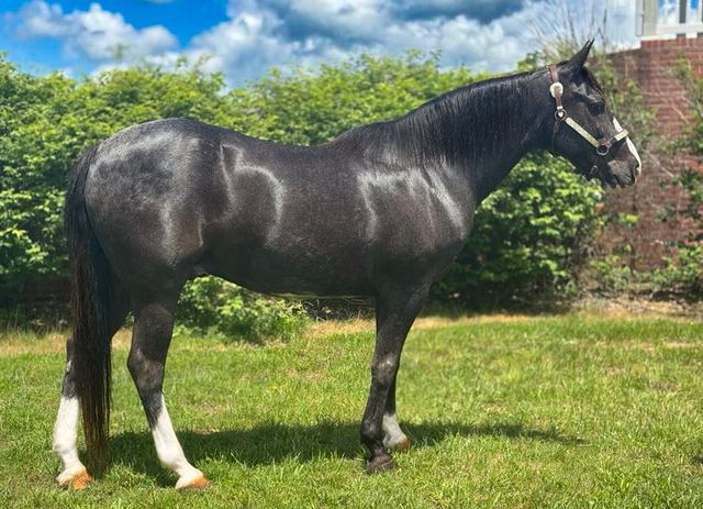 Smokey - Blue Roan Missouri Fox Trotter Gelding