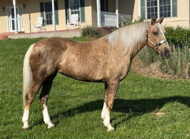 Farrah - Chocolate Palomino Missouri Fox Trotter Mare