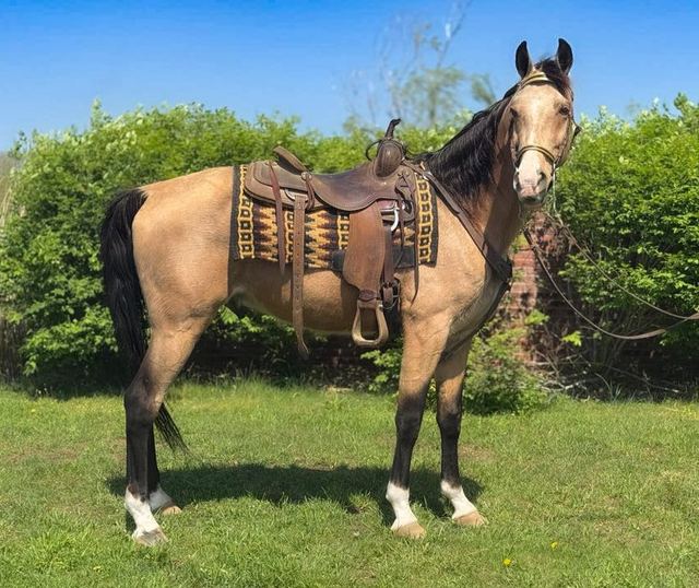 Ice Man - Buckskin Tennessee Walker Gelding