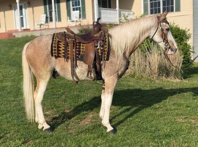 Frosty - Red Roan Missouri Fox Trotter Gelding