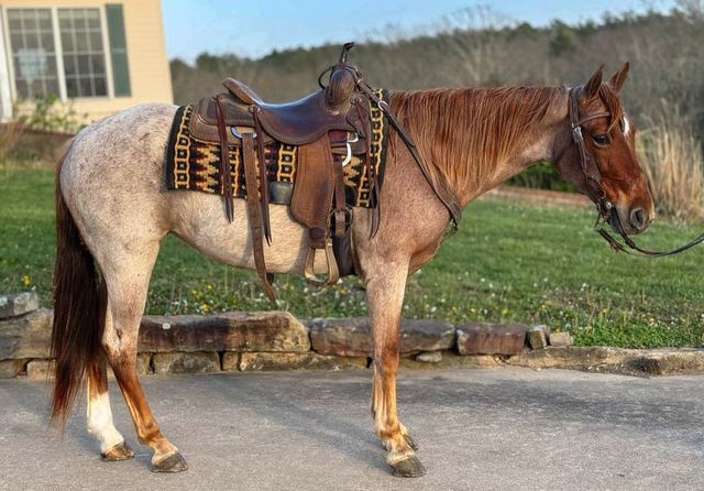 Rose - Red Roan Tennessee Walker Mare
