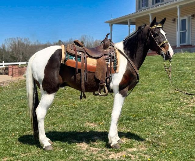 Tango - Spotted Missouri Fox Trotter Gelding