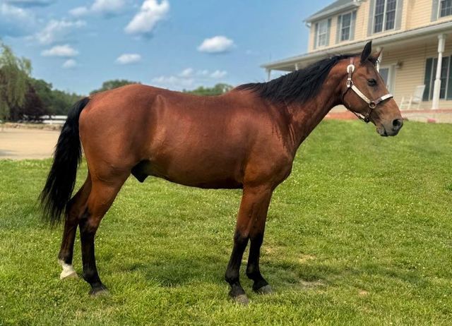 Charter - Bay Missouri Fox Trotter Gelding
