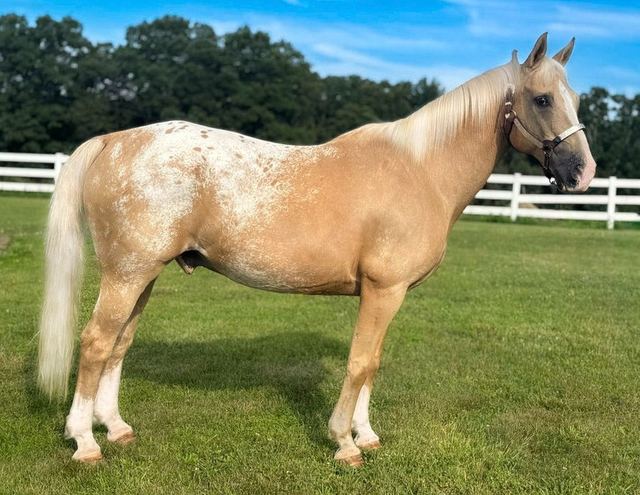 Jingles - Palomino Appaloosa
