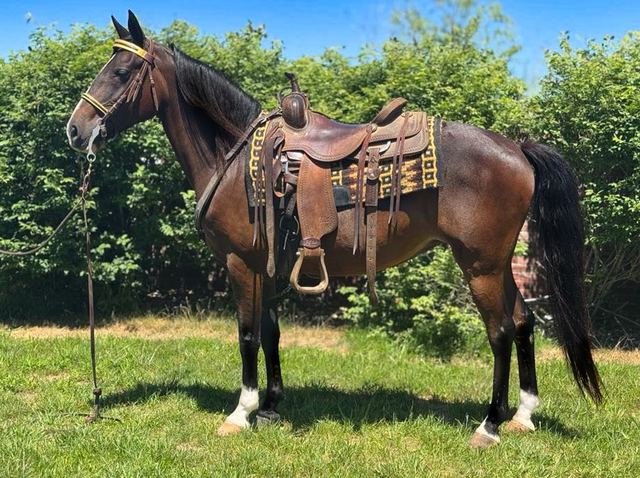 Lexi - Bay Missouri Fox Trotter Mare