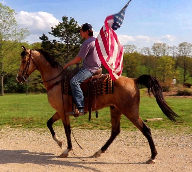 Ice Man - Buckskin Tennessee Walker Gelding