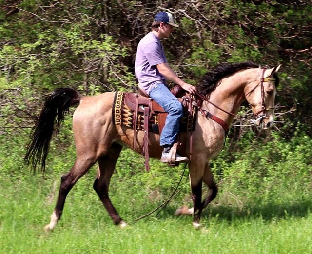 Ice Man - Buckskin Tennessee Walker Gelding