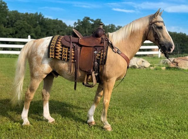 Jingles - Palomino Appaloosa