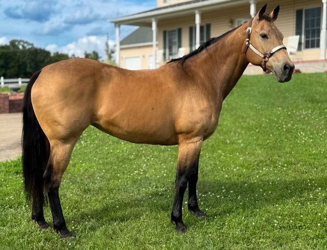 Missy - Quarter Horse