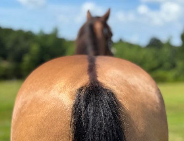 Graham - Dun/Buckskin Quarter Gelding