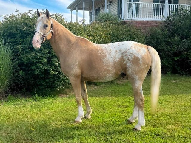 Jingles - Palomino Appaloosa
