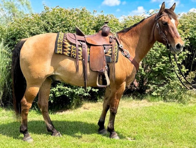 Graham - Dun/Buckskin Quarter Gelding