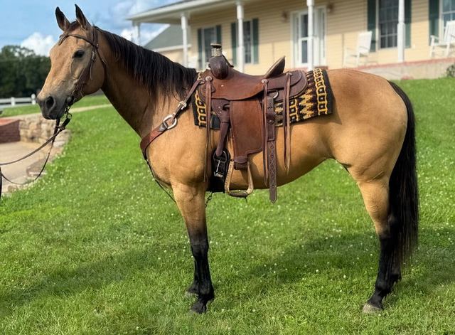 Missy - Quarter Horse