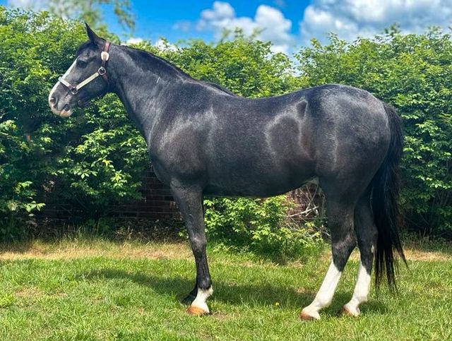Smokey - Blue Roan Missouri Fox Trotter Gelding