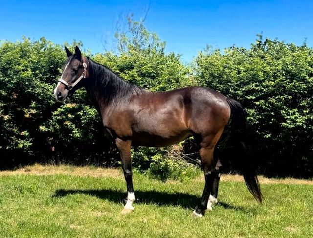 Lexi - Bay Missouri Fox Trotter Mare