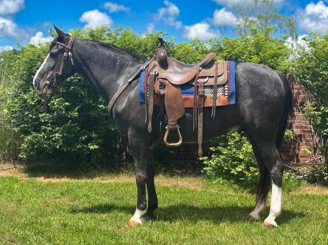Smokey - Blue Roan Missouri Fox Trotter Gelding