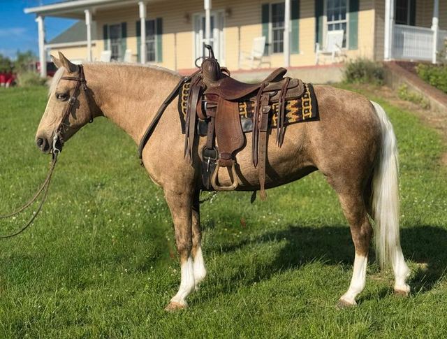 Farrah - Chocolate Palomino Missouri Fox Trotter Mare