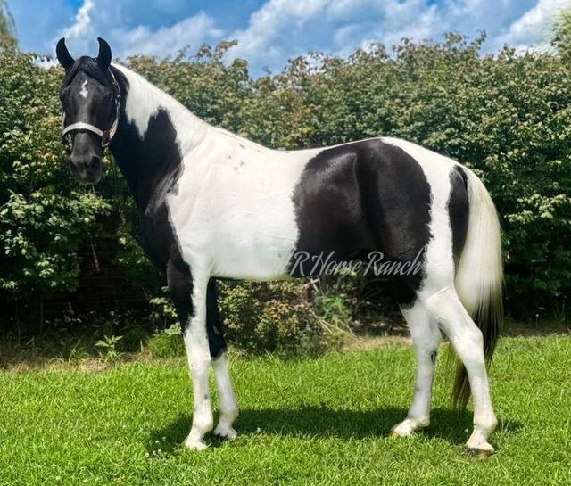 CASH - BLACK & WHITE SPOTTED SADDLE HORSE GELDING