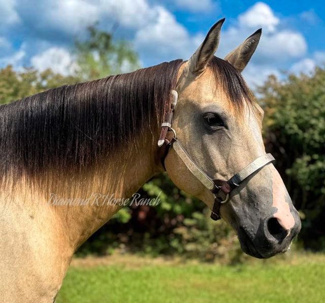 DAKOTA - BUCKSKIN QUARTER GELDING