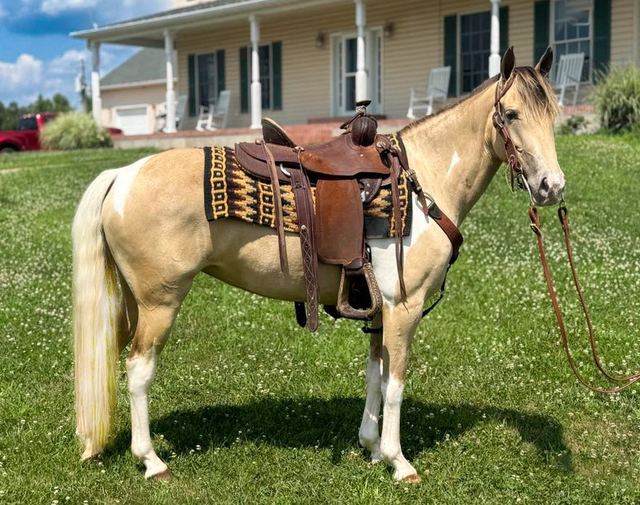 AMBER - BUCKSKIN SPOTTED MISSOURI FOX TROTTER MARE