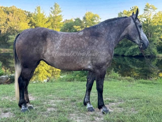 ATHENA - GORGEOUS DARK GREY DRAFT CROSS MARE