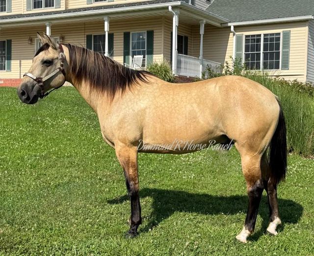 CANYON - BUCKSKIN QUARTER GELDING