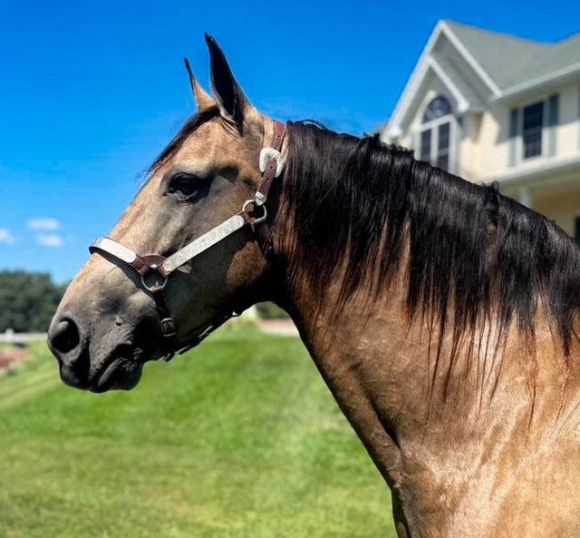 CAROLINE - BUCKSKIN MISSOURI FOX TROTTER MARE