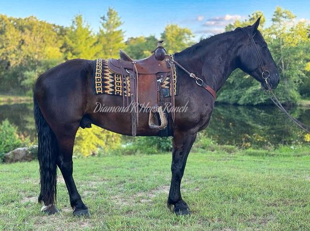 NIGHTSHADE - BLACK DRAFT CROSS GELDING