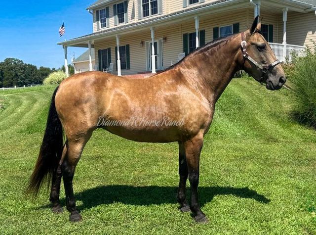CAROLINE - BUCKSKIN MISSOURI FOX TROTTER MARE