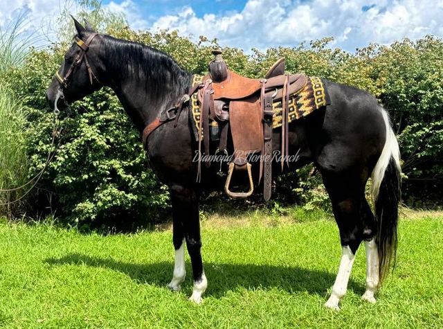 KISSES - BLACK MISSOURI FOX TROTTER MARE