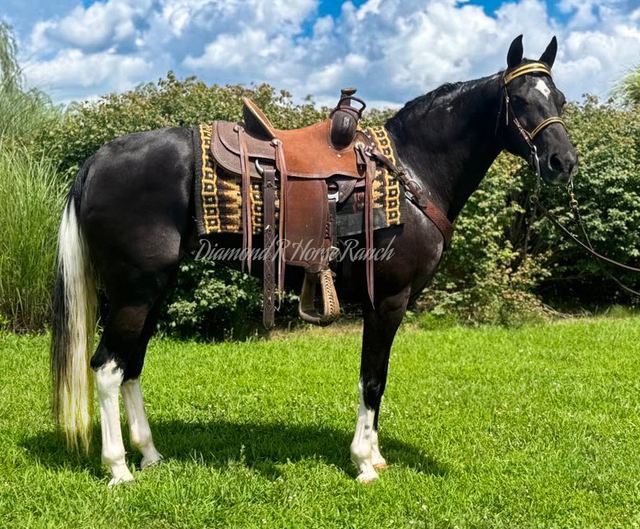 KISSES - BLACK MISSOURI FOX TROTTER MARE