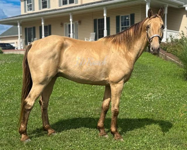 CAPTAIN - CHAMPAGNE MISSOURI FOX TROTTER GELDING