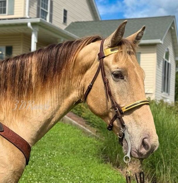 CAPTAIN - CHAMPAGNE MISSOURI FOX TROTTER GELDING