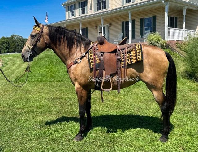 CAROLINE - BUCKSKIN MISSOURI FOX TROTTER MARE