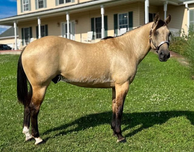 CANYON - BUCKSKIN QUARTER GELDING