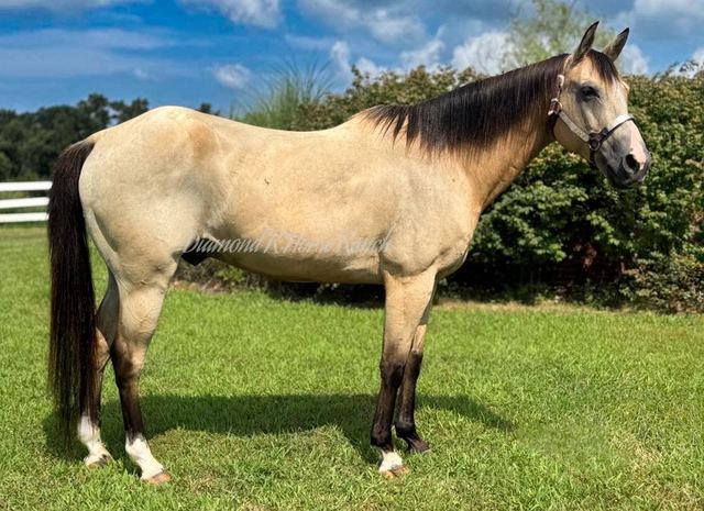 DAKOTA - BUCKSKIN QUARTER GELDING
