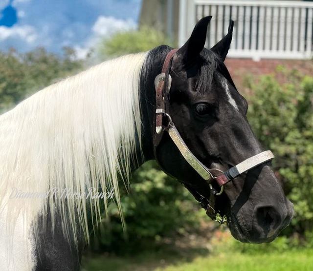 CASH - BLACK & WHITE SPOTTED SADDLE HORSE GELDING