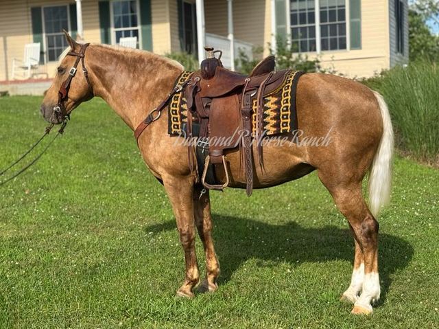 GOLDIE - PALOMINO MISSOURI FOX TROTTER MARE