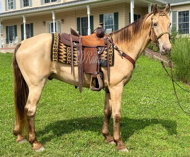 CAPTAIN - CHAMPAGNE MISSOURI FOX TROTTER GELDING