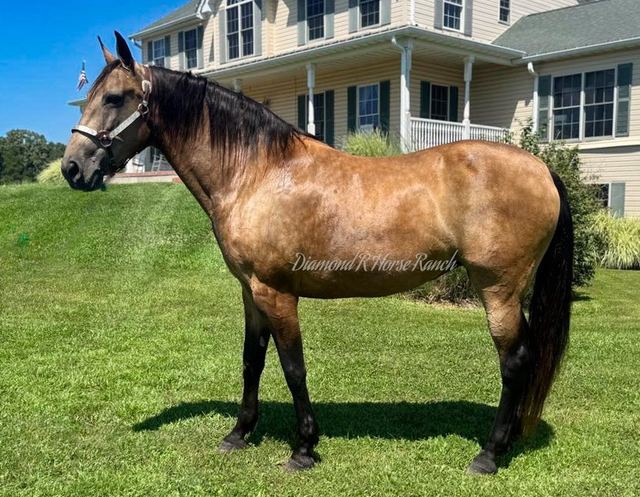 CAROLINE - BUCKSKIN MISSOURI FOX TROTTER MARE