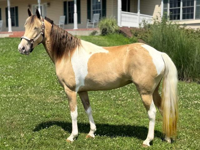AMBER - BUCKSKIN SPOTTED MISSOURI FOX TROTTER MARE