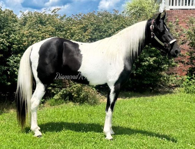 CASH - BLACK & WHITE SPOTTED SADDLE HORSE GELDING